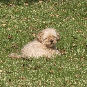 Meet your Posher, Brandi